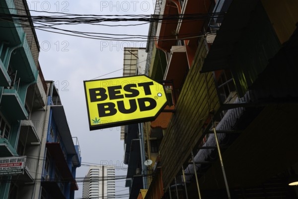Best Bud sign for Legal cannabis and marijuana products store selling Thai weed and CBD and medicinal drugs, Bangkok, Thailand, Asia, In Thailand, cannabis, known by the name Ganja, is currently decriminalized. However, cannabis extracts and products are officially limited to 0.2% THC content. Purchase is permitted only from licensed dispensaries. While recreational use is allowed, public consumption remains prohibited. Neon weed signs have become ubiquitous in Bangkok's busy tourist areas, with dispensaries cropping up on every corner. Yet there are rumours a more conservative government could reverse the legal ruling
