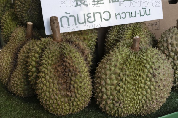Durian fruit, with its green spiky rind, is a popular nutritious fruit with a distinctive smell used in Southeast Asian cuisine and traditional medicine seen in a street food market in Bangkok, Thailand