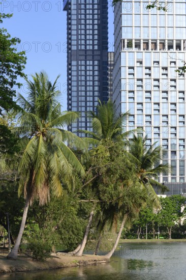 A rare urban green space with palm trees in the city centre, high rise modern buildings surrounding Lumphini Park, Bangkok
