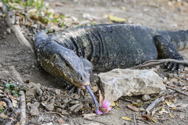 Large monitor lizards, the water monitor is a common sight beside or swimming in the lake at Lumphini Park, Bangkok