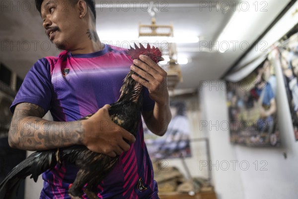 Bangkok, Thailand. February 25th 2025. A local Thai man from the Khlong Toei neighborhood in Bangkok prepares a fighting cock for an upcoming cockfighting tournament, Thailand