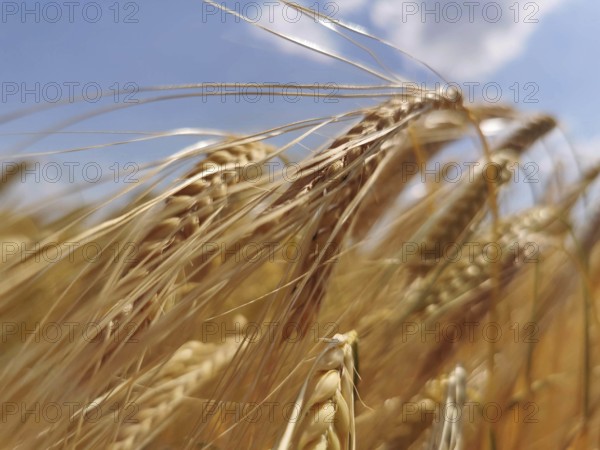Close-up of golden yellow ears of wheat (triticum) under a blue sky, summer feeling in nature, Franconian Forest nature park Park