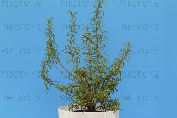 Rosemary (Rosmarinus officinalis), twigs with young, very hairy leaves, in the studio, North Rhine-Westphalia, Germany
