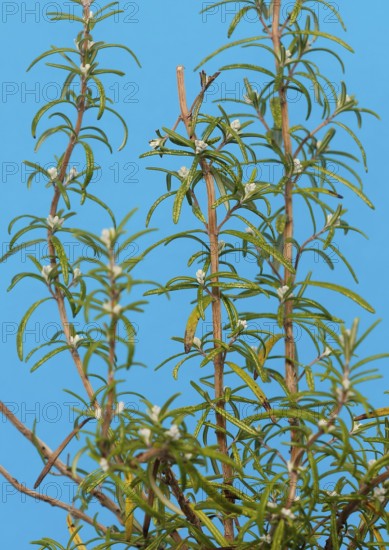 Rosemary (Rosmarinus officinalis), twigs with young, very hairy leaves, in the studio, North Rhine-Westphalia, Germany