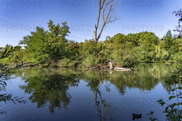 Regnitz Altwasser in Forchheim, Upper Franconia, Bavaria, Germany