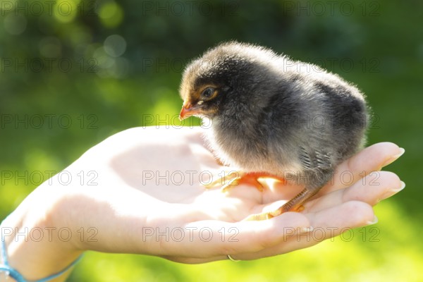 1 black chick of domestic fowl (Gallus gallus domesticus) in the hand