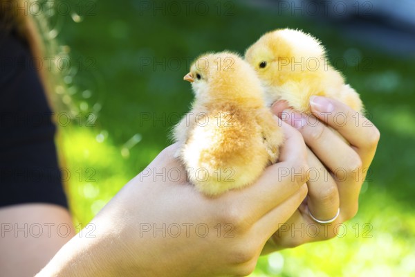 Young woman holding 2 yellow chicks of the domestic fowl (Gallus gallus domesticus)