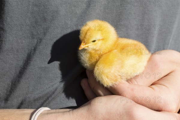A yellow chicken chick (Gallus gallus domesticus) in the hand