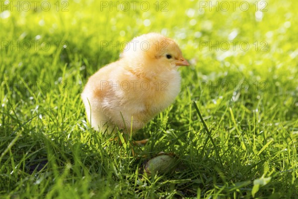 Chicks of domestic fowl (Gallus gallus domesticus) in the meadow