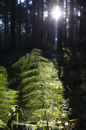 Horsetail (Equisetum) in coniferous forest in sunlight, Dippoldiswalder Heide, Saxony, Germany