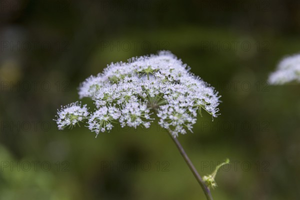 Inflorescence of Angelica sylvestris (Angelica sylvestris)