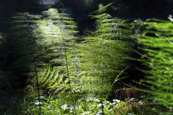 Horsetail (Equisetum) in coniferous forest in sunlight, Dippoldiswalder Heide, Saxony, Germany