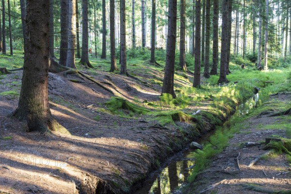 Small moat in coniferous forest, Dippoldiswalder Heide, Saxony, Germany