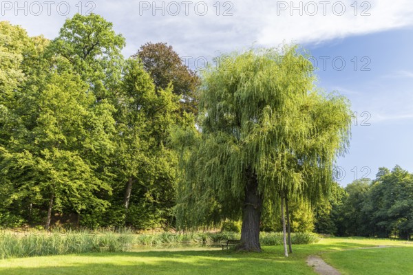 Old tree, Babylon willow (Salix babylonica) in Reinhardtsgrimma Castle Park, Saxony, Germany
