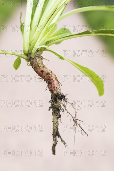 Common evening primrose (Oenothera biennis), taproot