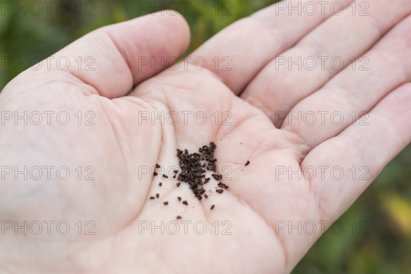 Common evening primrose (Oenothera biennis), seeds on the hand