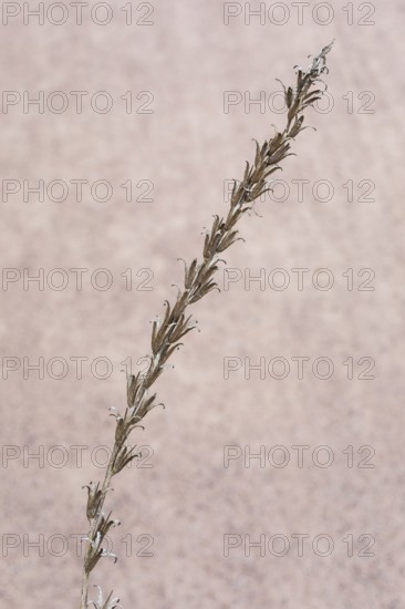 Common evening primrose (Oenothera biennis), inflorescence