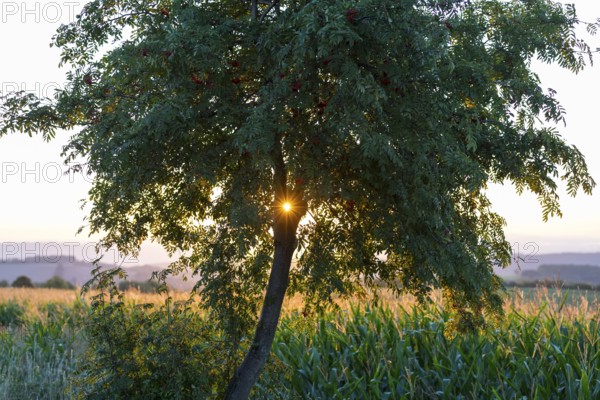 Morning sun shining through a tree, rowanberry (Sorbus aucuparia), Bannewitz, Saxony, Germany