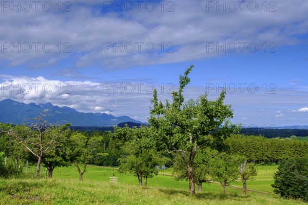 View over orchards on Schellenberg, Bergen, Chiemgau, Upper Bavaria, Bavaria, Germany
