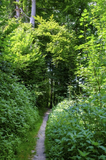 Soleleitungsweg, bei Vogling, Siegsdorf, Chiemgau, Upper Bavaria, Bavaria, Germany