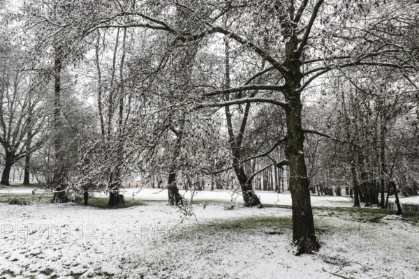Black alder (Alnus glutinosa) in a snowy floodplain landscape, Emsland, Lower Saxony, Germany