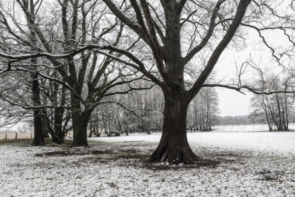 English oak (Quercus robur) and black alder (Alnus glutinosa) in a snow-covered floodplain landscape, Emsland, Lower Saxony, Germany