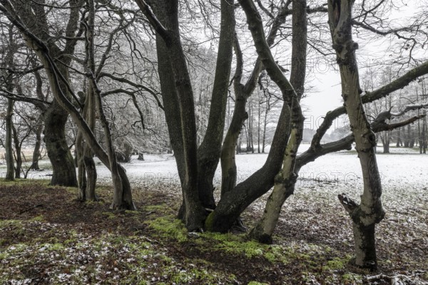 English oak (Quercus robur) and hornbeam (Carpinus betulus) in a snowy floodplain landscape, Emsland, Lower Saxony, Germany