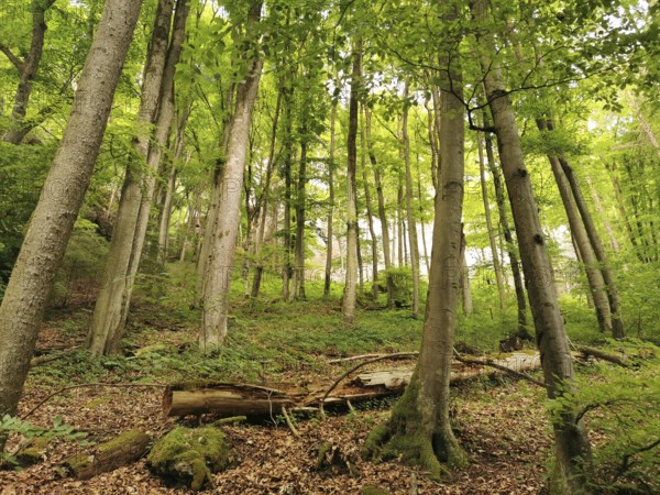 Dense forest with tall trees and fallen tree trunks, surrounded by lush greenery, hiking in the Franconian Forest nature park Park