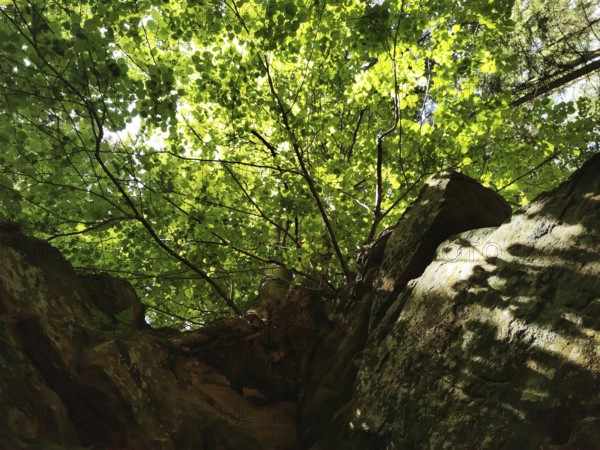 Looking up through a treetop with bright sunlight falling on the rocks, hiking in the Franconian Forest nature park Park