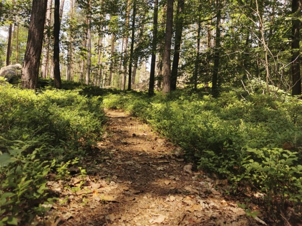 Winding forest trail with foliage, surrounded by thick greenery, hiking in the Franconian Forest nature park Park