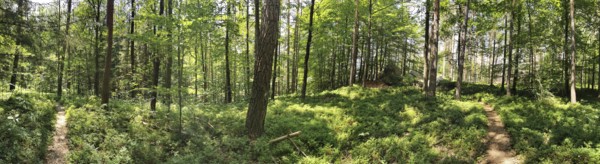 Panoramic picture of a lush green forest with winding paths, Franconian Forest nature park Park