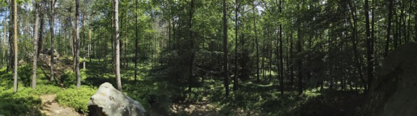 Panorama, extensive forest landscape with tall trees and rocks, green plants and light, hiking in the Franconian Forest nature park Park