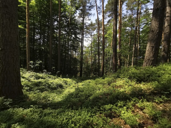 Enchanted forest scene with tall plant canopy and shade of trees, Franconian Forest nature park Park