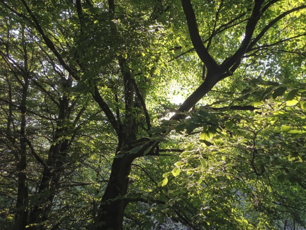 Sunlight flows through the thick leaves of the trees, green and peaceful atmosphere, hiking in the Thuringian Forest nature park Park