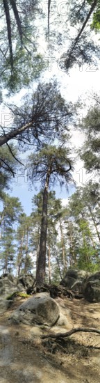 Panorama of a forest with tall trees and a view of the sky, peaceful atmosphere, hiking in the Franconian Forest nature park Park