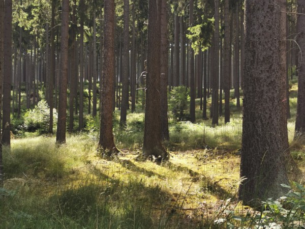 Tall trees in a sun-drenched forest with light and shadow patterns, hiking in the Thuringian Forest nature park Park
