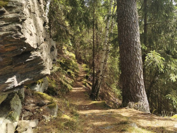 Narrow Alpensteig forest trail, lined with tall trees and rocks, hiking in the Thuringian Forest nature park Park