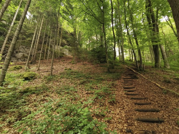 Forest trail through a green forest, with wooden stairs and a quiet atmosphere, hiking in the Franconian Forest nature park Park