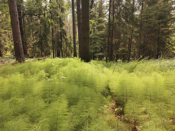 Forest scene with dense ferns (far away) under high trees, hiking in the Franconian Forest nature park Park