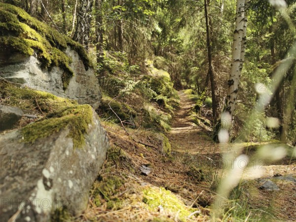 A green forest trail, alpine trail, flanked by moss-covered rocks and trees, bathed in sunshine, hiking in the Thuringian Forest nature park Park