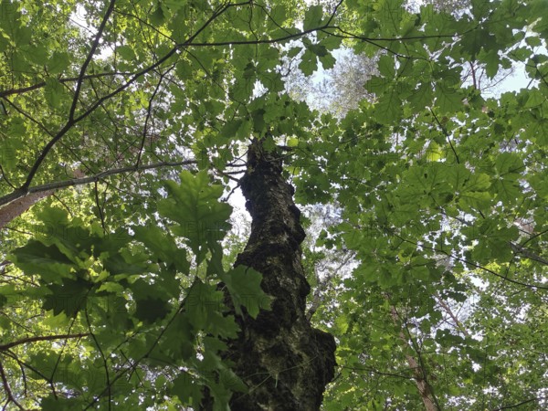 View from below of treetops covered by green leaves hiking in the Franconian Forest nature park Park