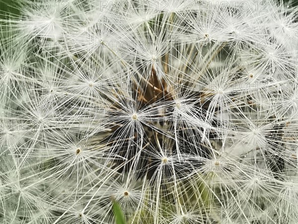 Close-up of a dandelion (taraxacum officinale) with detailed view of the white seed umbrellas, Franconian Forest nature park Park