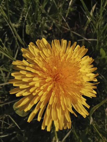 Close-up of a yellow dandelion flower (taraxacum) on a green meadow, Franconian Forest nature park Park