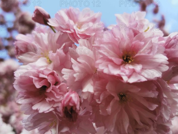 Pink cherry blossoms (cerasus) in close-up against a bright sky, radiating spring feelings, Berlin