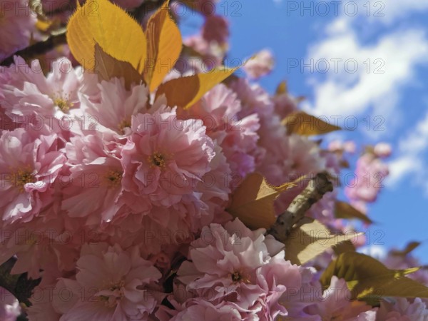Pink cherry blossoms (cerasus) against a bright blue sky, awakening spring fever, Berlin