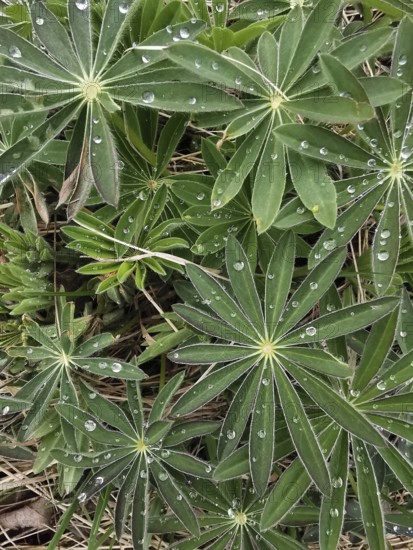 Green leaves of a lupine (lupinus) from above with water drops, emphasising freshness and nature in a close-up, Franconian Forest nature park Park