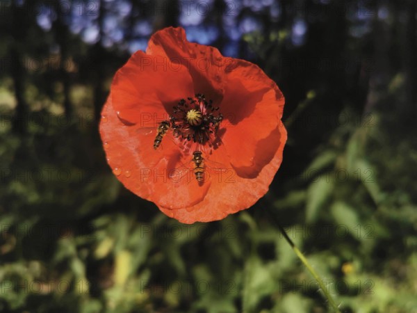 Red poppy (papaver) with hoverflies (syrphidae) in a green natural environment illuminated by sunlight, Franconian Forest nature park Park