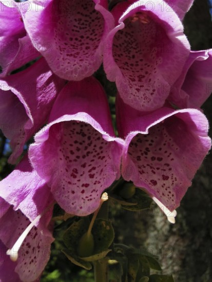 Macro shot of pink foxglove flowers (digitalis) in a natural forest setting in bright daylight, Franconian Forest nature park Park