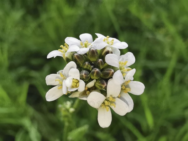 White flowers of cress (nasturtium officinale) in a macro shot against a deep green background, Franconian Forest nature park Park