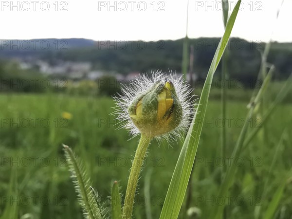 Delicate flower bud with blurred landscape in the background on a sunny day, Frankenwald nature park Park
